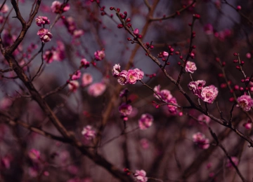 自然 樱花 粉红色 树枝 花朵 植物 树木 户外 春天 4K壁纸  3840x2160