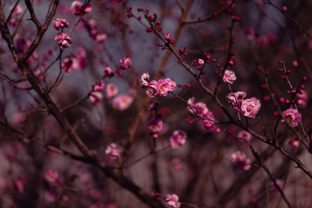 自然 樱花 粉红色 树枝 花朵 植物 树木 户外 春天 4K壁纸 3840x2160