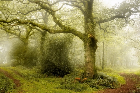 自然 户外 树木 森林 风景 雾 电脑壁纸 4K壁纸 3840x2160