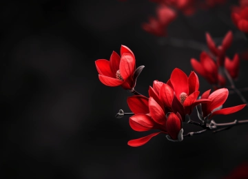AI艺术 花 黑色 红色 景深 电脑壁纸 4K壁纸  5824x3264
