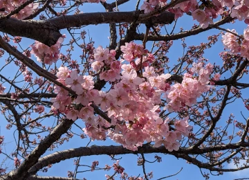 自然 粉色 花卉 植物 树枝 樱花 摄影 4K壁纸  4032x3024