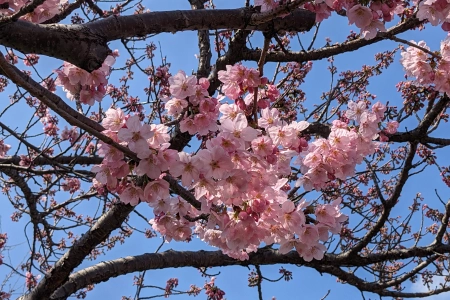 自然 粉色 花卉 植物 树枝 樱花 摄影 4K壁纸 4032x3024