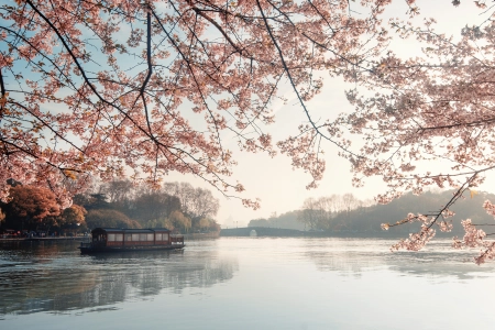 春天 湖畔 樱花 游船 湖泊 水面 倒影 4K壁纸 3840x2160