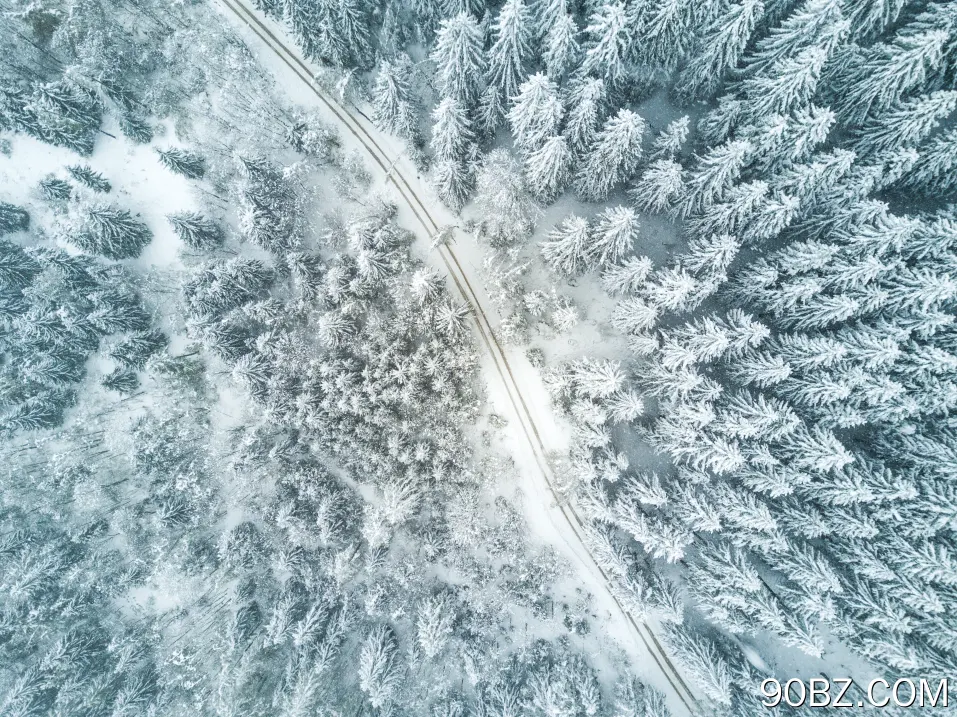 自然 树木 雪 道路 白色 森林 电脑壁纸 4K壁纸