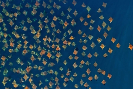 水 鱼 动物 自然 简单背景 极简主义  电脑壁纸 4K壁纸 3840x2160