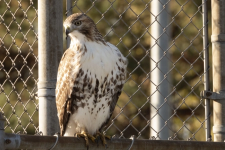 鹰,鸟的猎物,猎鹰,科学,生物学,壁纸,3840x2400 3840x2400
