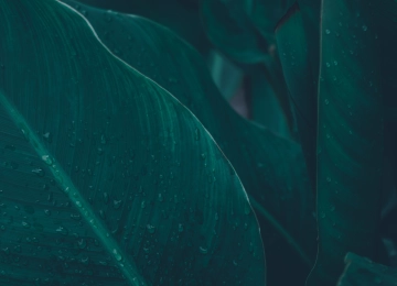 树叶 水滴 水 雨  绿色 植物 清新 治愈 护眼 电脑壁纸 4K壁纸  4672x3104