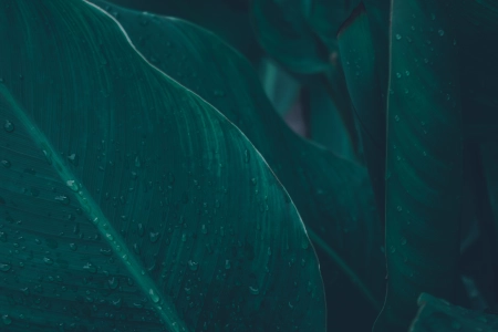树叶 水滴 水 雨  绿色 植物 清新 治愈 护眼 电脑壁纸 4K壁纸 4672x3104