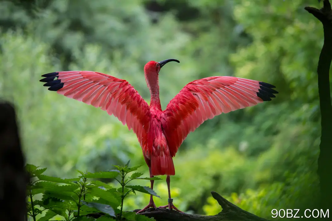 大火烈鸟,Ibis,Ciconiiformes,鸟,壁纸,5184x3456