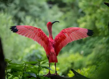 大火烈鸟,Ibis,Ciconiiformes,鸟,壁纸,5184x3456  5184x3456