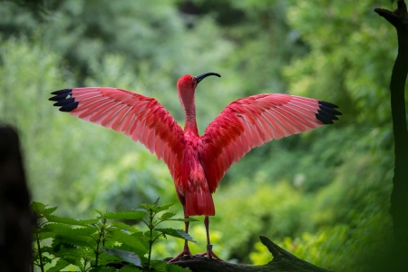 大火烈鸟,Ibis,Ciconiiformes,鸟,壁纸,5184x3456 5184x3456