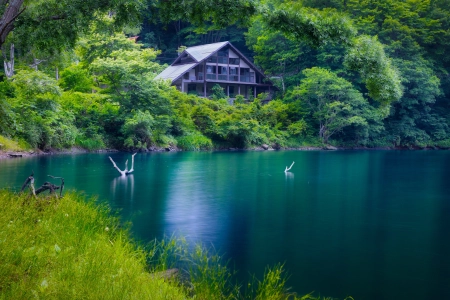 自然 景观 树木 植物 河流 木材 水 湖泊 废墟 废弃 森林 树叶 4K壁纸 5120x2880