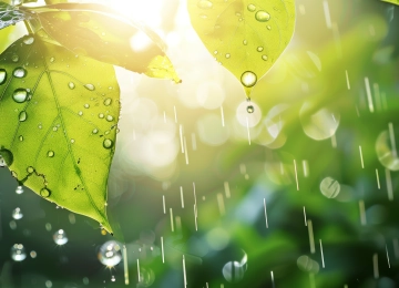 AI艺术 雨 树叶 水滴 背光  电脑壁纸 4K壁纸  5824x3264