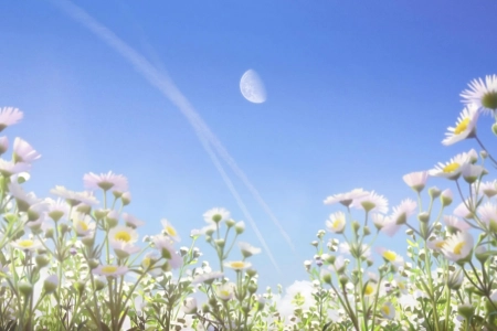 Hello World 风景 雏菊 动漫截图 电脑壁纸 4K壁纸 3840x2160