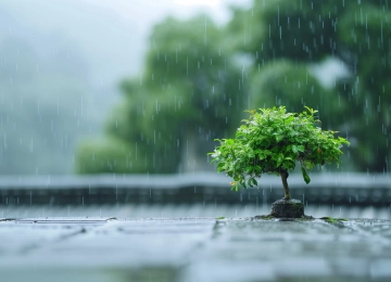 雨 景深 电脑壁纸 4K壁纸  5824x3264