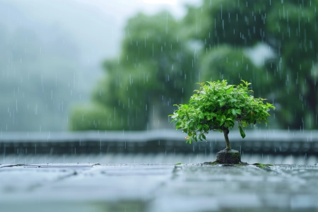 雨 景深 电脑壁纸 4K壁纸 5824x3264