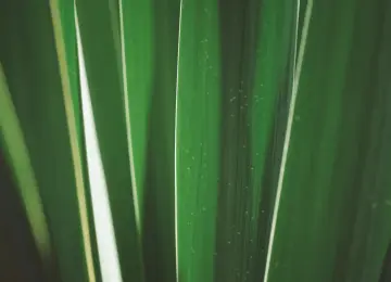 植物 摄影 户外 自然 树叶 特写 极简主义  电脑壁纸 4K壁纸  3840x2160