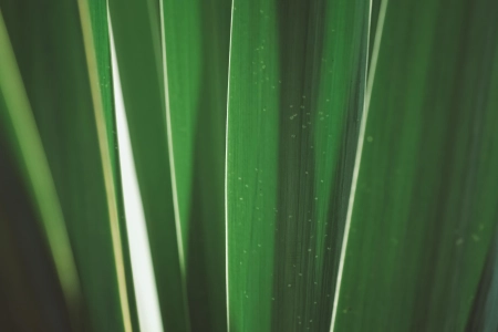 植物 摄影 户外 自然 树叶 特写 极简主义  电脑壁纸 4K壁纸 3840x2160