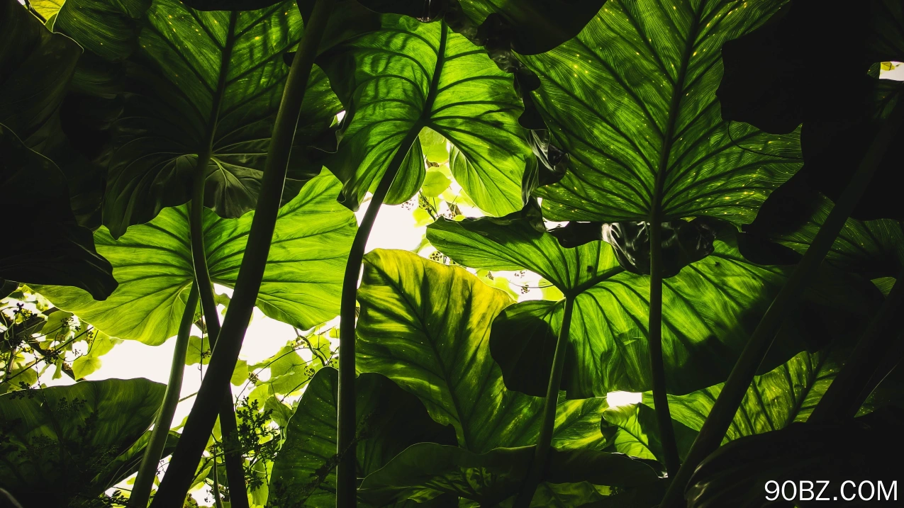 植物 绿色 自然 虫眼  4K壁纸