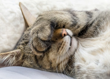 猫 动物 猫 特写 睡眠 电脑壁纸 4K壁纸  6000x3375