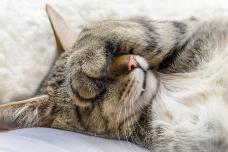 猫 动物 猫 特写 睡眠 电脑壁纸 4K壁纸 6000x3375