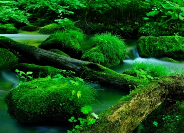 自然 溪流 石头 木材 苔藓 水 绿色 清新 治愈 电脑壁纸 4K壁纸  3840x2560