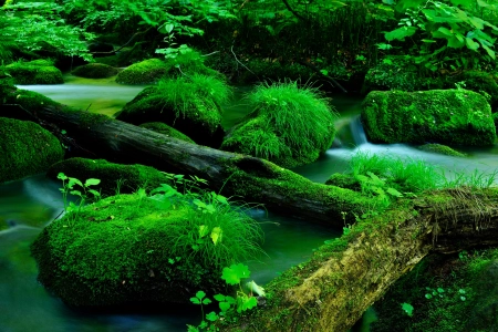 自然 溪流 石头 木材 苔藓 水 绿色 清新 治愈 电脑壁纸 4K壁纸 3840x2560