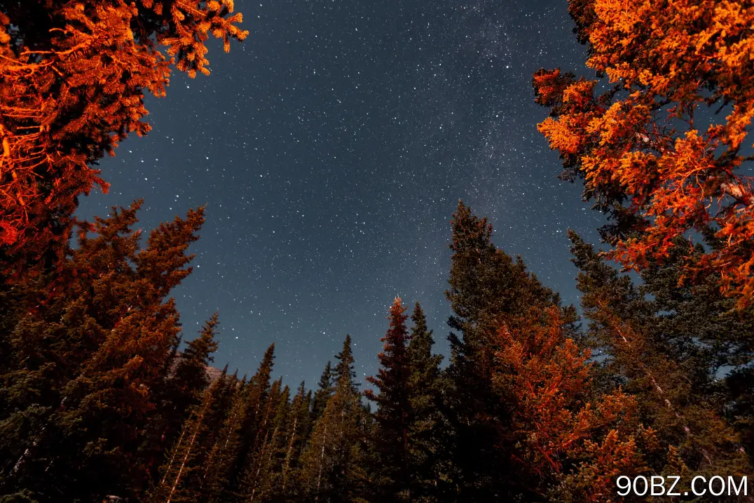 自然 树木 森林 风景 繁星 星夜 4K壁纸