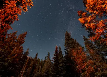 自然 树木 森林 风景 繁星 星夜 4K壁纸  3936x2624