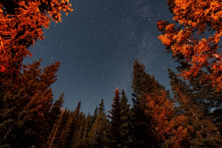 自然 树木 森林 风景 繁星 星夜 4K壁纸 3936x2624