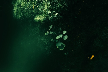 自然 苔藓 三叶草 树木 阳光 4K壁纸 6000x4000