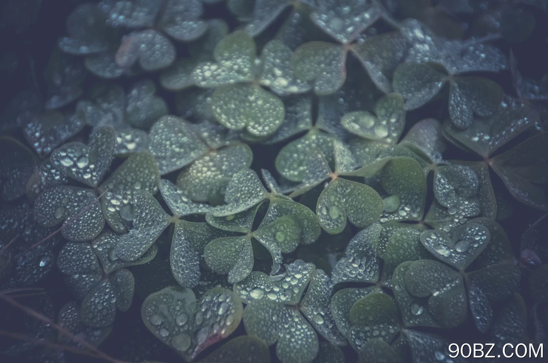 三叶草 水滴 植物 绿色 治愈 清新 护眼 电脑壁纸 4K壁纸