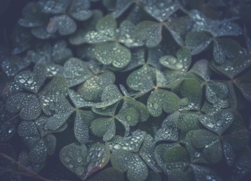 三叶草 水滴 植物 绿色 治愈 清新 护眼 电脑壁纸 4K壁纸  4928x3264