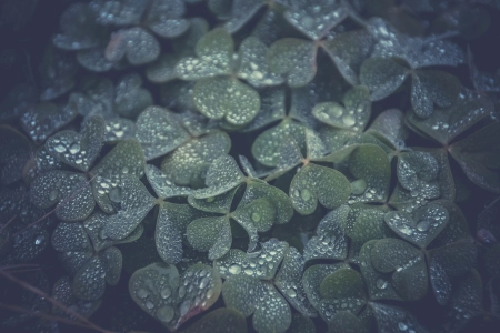 三叶草 水滴 植物 绿色 治愈 清新 护眼 电脑壁纸 4K壁纸 4928x3264