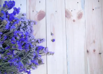 Aster,本书,紫色的,显花植物,野花,壁纸,4896x3216  4896x3216