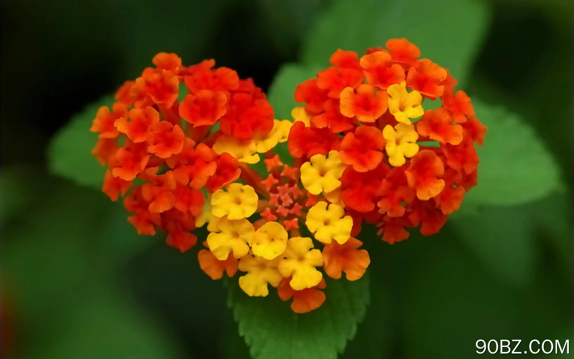 高清自然花卉壁纸_万寿菊_花卉_开花植物_万寿菊_植物_花瓣