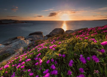 鲜花 草 彩色 风景 自然 天空 阳光 海岸 植物  电脑壁纸 4K壁纸  6144x4096