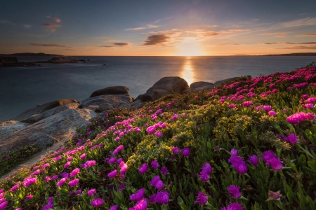 鲜花 草 彩色 风景 自然 天空 阳光 海岸 植物  电脑壁纸 4K壁纸 6144x4096