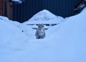 猫 冬天 寒冷 雪 动物 猫科 动物  电脑壁纸 4K壁纸  5691x3201