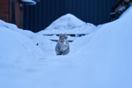 猫 冬天 寒冷 雪 动物 猫科 动物  电脑壁纸 4K壁纸 5691x3201