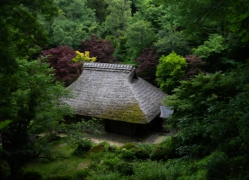自然 景观 树木 植物 草 树叶 长枝 亚洲建筑 博物馆 4K壁纸  5120x2880