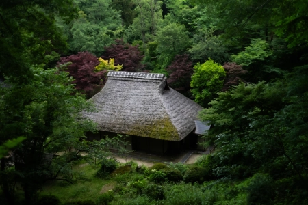 自然 景观 树木 植物 草 树叶 长枝 亚洲建筑 博物馆 4K壁纸 5120x2880