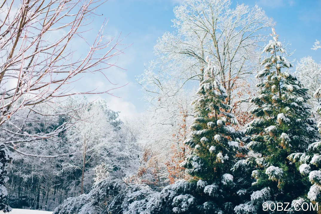 苹果树  森林 山脉 冬天 雪 松树 圣诞树 电脑壁纸 4K壁纸