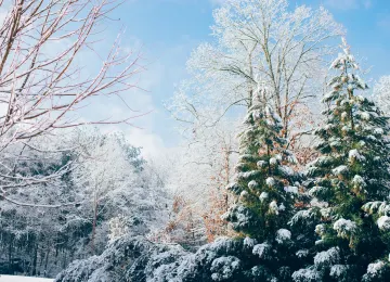 苹果树  森林 山脉 冬天 雪 松树 圣诞树 电脑壁纸 4K壁纸  6016x4016