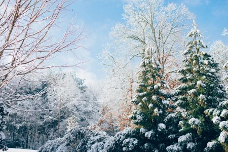 苹果树  森林 山脉 冬天 雪 松树 圣诞树 电脑壁纸 4K壁纸 6016x4016