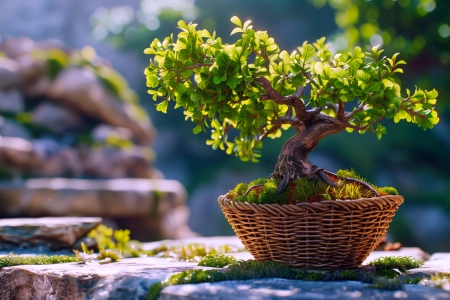 盆景 植物 树木 自然 人工智能艺术 电脑壁纸 4K壁纸 5824x3264