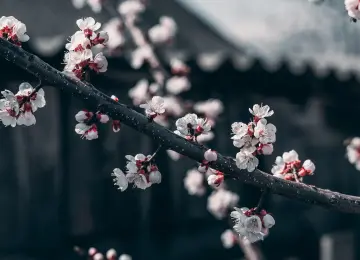 自然 花朵 褪色 樱花 蜜蜂 树枝  电脑壁纸 4K壁纸  5712x3214