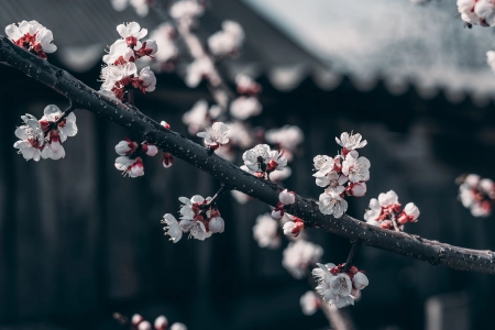 自然 花朵 褪色 樱花 蜜蜂 树枝  电脑壁纸 4K壁纸 5712x3214