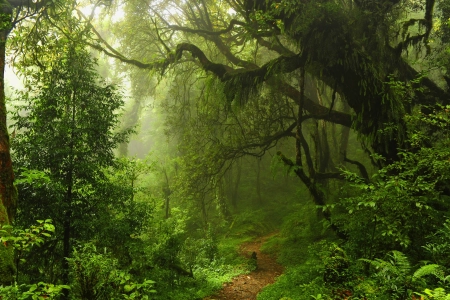 森林 树木 自然 薄雾 植物 景观 绿色 路径 4K壁纸 3840x2160