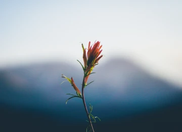 自然 植物 景深 山脉 治愈 清新 电脑壁纸 4K壁纸  6000x4000